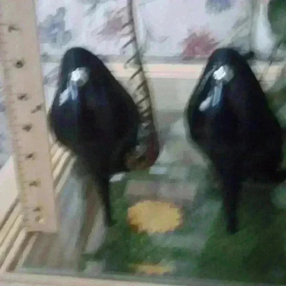 BCB Girls Dress Shoes​ - Picture 10 of 16